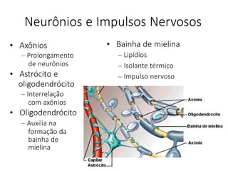 Neurônios e Impulsos Nervosos
• Axônios
– Prolongamento
de neurônios
• Astrócito e
oligodendrócito
– Interrelação
com axônios
• Oligodendrócito
– Auxilia na
formação da
bainha de
mielina
• Bainha de mielina
– Lipídios
– Isolante térmico
– Impulso nervoso
 