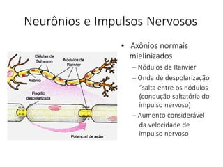Neurônios e Impulsos Nervosos
• Axônios normais
mielinizados
– Nódulos de Ranvier
– Onda de despolarização
“salta entre os nódulos
(condução saltatória do
impulso nervoso)
– Aumento considerável
da velocidade de
impulso nervoso
 