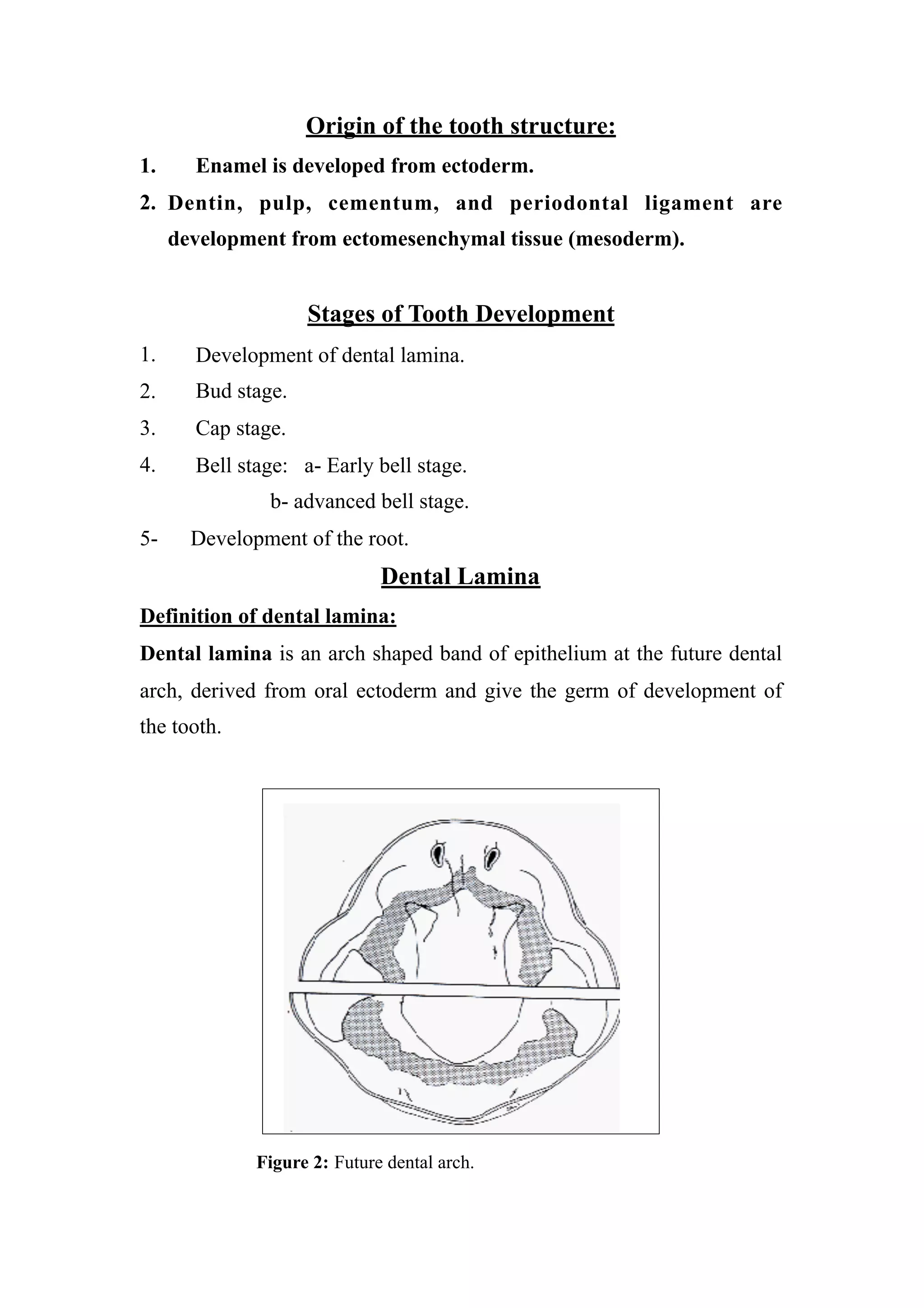 1 development of teeth | PDF | Dental Health | Diseases and Conditions