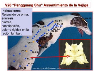 V28 “Pangguang Shu” Assentimiento de la VejigaV28 “Pangguang Shu” Assentimiento de la Vejiga
Indicaciones:
Retención de orina,
enuresis,
diarrea,
constipación,
dolor y rigidez en la
región lumbar.
100
marciascognamillo@yahoo.com.br
 