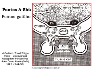 Pontos A-Shi:Pontos A-Shi:
Pontos-gatilhoPontos-gatilho
marciascognamillo@yahoo.com.br
McPartland. Travell Trigger
Points—Molecular and
Osteopathic Perspectives
J Am Osteo Assoc (2004),
104:6 pp244-249.
 
