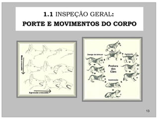 1.11.1 INSPEÇÃO GERAL::
PORTE E MOVIMENTOS DO CORPOPORTE E MOVIMENTOS DO CORPO
13
 
