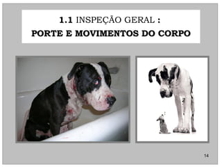 1.11.1 INSPEÇÃO GERAL ::
PORTE E MOVIMENTOS DO CORPOPORTE E MOVIMENTOS DO CORPO
14
 