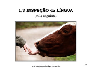 1.3 INSPEÇÃO da LÍNGUA1.3 INSPEÇÃO da LÍNGUA
(aula seguinte)
16
marciascognamillo@yahoo.com.br
 