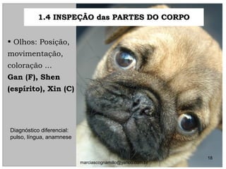 1.4 INSPEÇÃO das PARTES DO CORPO1.4 INSPEÇÃO das PARTES DO CORPO
• Olhos: Posição,Olhos: Posição,
movimentação,movimentação,
coloração ...coloração ...
Gan (F), ShenGan (F), Shen
(espírito), Xin (C)(espírito), Xin (C)
Diagnóstico diferencial:
pulso, língua, anamnese
18
marciascognamillo@yahoo.com.br
 