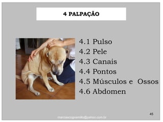4.1 Pulso4.1 Pulso
4.2 Pele4.2 Pele
4.3 Canais4.3 Canais
4.4 Pontos4.4 Pontos
4.5 Músculos e Ossos4.5 Músculos e Ossos
4.6 Abdomen4.6 Abdomen
Palpação doPalpação do4 PALPAÇÃO4 PALPAÇÃO
45
marciascognamillo@yahoo.com.br
 