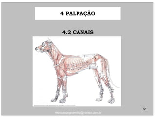 4.2 CANAIS4.2 CANAIS
4 PALPAÇÃO4 PALPAÇÃO
51
marciascognamillo@yahoo.com.br
 