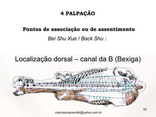 Pontos de associação ou de assentimentoPontos de associação ou de assentimento
Bei Shu Xue / Back Shu ::
4 PALPAÇÃO4 PALPAÇÃO
Localização dorsal – canal da B (Bexiga)
54
marciascognamillo@yahoo.com.br
 