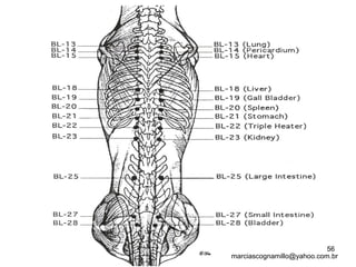 56
marciascognamillo@yahoo.com.br
 