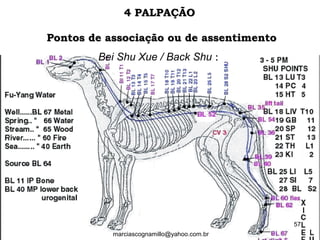 Pontos de associação ou de assentimentoPontos de associação ou de assentimento
Bei Shu Xue / Back Shu ::
4 PALPAÇÃO4 PALPAÇÃO
57
marciascognamillo@yahoo.com.br
 