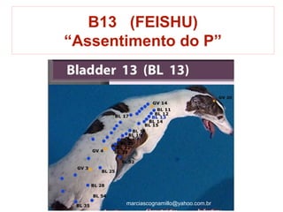 B13 (FEISHU)
“Assentimento do P”
marciascognamillo@yahoo.com.br
 