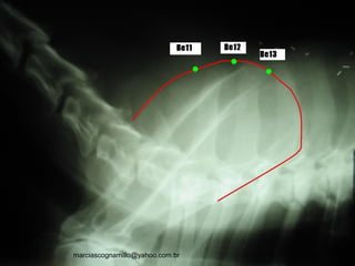 63
marciascognamillo@yahoo.com.br
 
