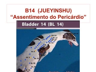 B14 (JUEYINSHU)
“Assentimento do Pericárdio”
 