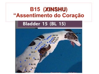B15 (XINSHUXINSHU)
“Assentimento do Coração
 