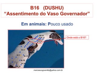 Em animais: Pouco usado
B16 (DUSHU)
“Assentimento do Vaso Governador”
Onde está o B16?
marciascognamillo@yahoo.com.br
 