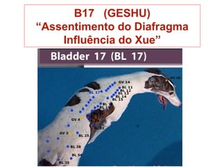 B17 (GESHU)
“Assentimento do Diafragma
Influência do Xue”
 