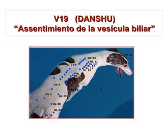 V19 (DANSHU)V19 (DANSHU)
“Assentimiento de la vesícula biliar”“Assentimiento de la vesícula biliar”
 