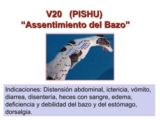 V20 (PISHU)V20 (PISHU)
“Assentimiento del Bazo”“Assentimiento del Bazo”
Indicaciones: Distensión abdominal, ictericia, vómito,
diarrea, disentería, heces con sangre, edema,
deficiencia y debilidad del bazo y del estómago,
dorsalgia.
 