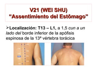 V21 (WEI SHU)V21 (WEI SHU)
“Assentimiento del Estômago”“Assentimiento del Estômago”
Localización: T13 – L1, a 1,5 cun a un
lado del borde inferior de la apófisis
espinosa de la 13ª vértebra torácica
 