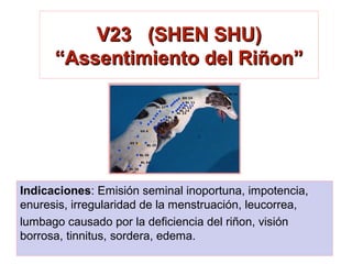 V23 (SHEN SHU)V23 (SHEN SHU)
“Assentimiento del Riñon”“Assentimiento del Riñon”
Indicaciones: Emisión seminal inoportuna, impotencia,
enuresis, irregularidad de la menstruación, leucorrea,
lumbago causado por la deficiencia del riñon, visión
borrosa, tinnitus, sordera, edema.
 