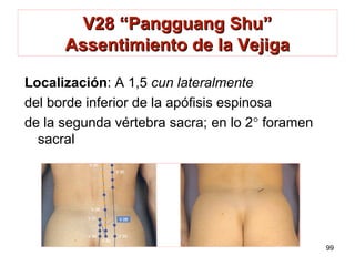 V28 “Pangguang Shu”V28 “Pangguang Shu”
Assentimiento de la VejigaAssentimiento de la Vejiga
Localización: A 1,5 cun lateralmente
del borde inferior de la apófisis espinosa
de la segunda vértebra sacra; en lo 2° foramen
sacral
99
 