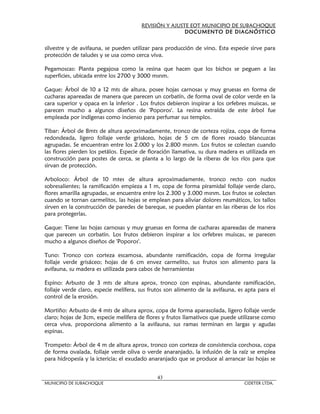 REVISIÓN Y AJUSTE EOT MUNICIPIO DE SUBACHOQUE
                                                       DOCUMENTO DE DIAGNÓSTICO


silvestre y de avifauna, se pueden utilizar para producción de vino. Esta especie sirve para
protección de taludes y se usa como cerca viva.

Pegamoscas: Planta pegajosa como la resina que hacen que los bichos se peguen a las
superficies, ubicada entre los 2700 y 3000 msnm.

Gaque: Árbol de 10 a 12 mts de altura, posee hojas carnosas y muy gruesas en forma de
cucharas apareadas de manera que parecen un corbatín, de forma oval de color verde en la
cara superior y opaca en la inferior . Los frutos debieron inspirar a los orfebres muiscas, se
parecen mucho a algunos diseños de 'Poporos'. La resina extraída de este árbol fue
empleada por indígenas como incienso para perfumar sus templos.

Tibar: Árbol de 8mts de altura aproximadamente, tronco de corteza rojiza, copa de forma
redondeada, ligero follaje verde grisáceo, hojas de 5 cm de flores rosado blancuzcas
agrupadas. Se encuentran entre los 2.000 y los 2.800 msnm. Los frutos se colectan cuando
las flores pierden los petálos. Especie de floración llamativa, su dura madera es utilizada en
construcción para postes de cerca, se planta a lo largo de la riberas de los ríos para que
sirvan de protección.

Arboloco: Árbol de 10 mtes de altura aproximadamente, tronco recto con nudos
sobresalientes; la ramificación empieza a 1 m, copa de forma piramidal follaje verde claro,
flores amarilla agrupadas, se encuentra entre los 2.300 y 3.000 msnm. Los frutos se colectan
cuando se tornan carmelitos, las hojas se emplean para aliviar dolores reumáticos, los tallos
sirven en la construcción de paredes de bareque, se pueden plantar en las riberas de los ríos
para protegerlas.

Gaque: Tiene las hojas carnosas y muy gruesas en forma de cucharas apareadas de manera
que parecen un corbatin. Los frutos debieron inspirar a los orfebres muiscas, se parecen
mucho a algunos diseños de 'Poporos'.

Tuno: Tronco con corteza escamosa, abundante ramificación, copa de forma irregular
follaje verde grisáceo; hojas de 6 cm envez carmelito, sus frutos son alimento para la
avifauna, su madera es utilizada para cabos de herramientas

Espino: Arbusto de 3 mts de altura aprox, tronco con espinas, abundante ramificación,
follaje verde claro, especie melífera, sus frutos son alimento de la avifauna, es apta para el
control de la erosión.

Mortiño: Arbusto de 4 mts de altura aprox, copa de forma aparasolada, ligero follaje verde
claro; hojas de 3cm, especie melífera de flores y frutos llamativos que puede utilizarse como
cerca viva, proporciona alimento a la avifauna, sus ramas terminan en largas y agudas
espinas.

Trompeto: Árbol de 4 m de altura aprox, tronco con corteza de consistencia corchosa, copa
de forma ovalada, follaje verde oliva o verde anaranjado, la infusión de la raíz se emplea
para hidropesía y la ictericia; el exudado anaranjado que se produce al arrancar las hojas se


                                             43
MUNICIPIO DE SUBACHOQUE                                                          CIDETER LTDA.
 