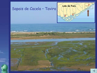 Sapais de Cacela – Tavira Lido de Faro 