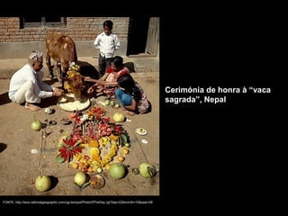 FONTE: http://lava.nationalgeographic.com/cgi-bin/pod/PhotoOfTheDay.cgi?day=22&month=10&year=06
Cerimónia de honra à “vaca
sagrada”, Nepal
 