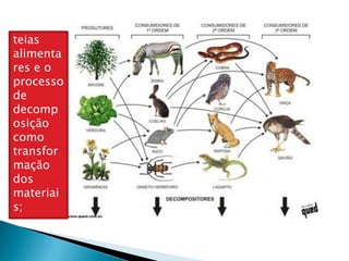 teias
alimenta
res e o
processo
de
decomp
osição
como
transfor
mação
dos
materiai
s;
 