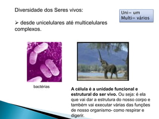 Diversidade dos Seres vivos:                    Uni= um
                                                Multi= vários
 desde unicelulares até multicelulares
complexos.




       bactérias
                       A célula é a unidade funcional e
                       estrutural do ser vivo. Ou seja: é ela
                       que vai dar a estrutura do nosso corpo e
                       também vai executar várias das funções
                       de nosso organismo- como respirar e
                       digerir.
 