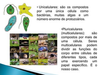 • Unicelulares: são os compostos
por uma única célula como
bactérias, muitas algas e um
número enorme de protozoários.


               •Pluricelulares
               (multicelulares):    são
               compostos por mais de
               uma      célula.   Seres
               multicelulares    podem
               dividir as funções do
               corpo entre células de
               diferentes tipos, cada
               uma exercendo um
               papel específico. É o
               nosso caso.
 