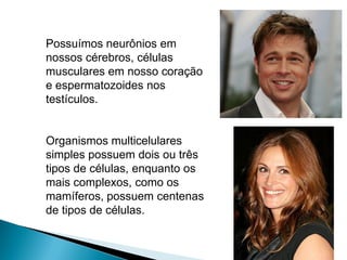 Possuímos neurônios em
nossos cérebros, células
musculares em nosso coração
e espermatozoides nos
testículos.


Organismos multicelulares
simples possuem dois ou três
tipos de células, enquanto os
mais complexos, como os
mamíferos, possuem centenas
de tipos de células.
 