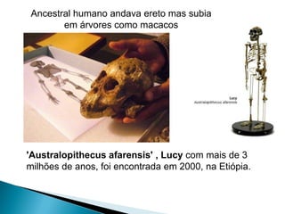 Ancestral humano andava ereto mas subia
        em árvores como macacos




'Australopithecus afarensis' , Lucy com mais de 3
milhões de anos, foi encontrada em 2000, na Etiópia.
 
