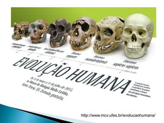 http://www.mcv.ufes.br/evolucaohumana/
 