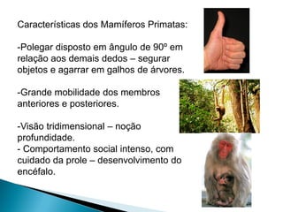 Características dos Mamíferos Primatas:

-Polegar disposto em ângulo de 90º em
relação aos demais dedos – segurar
objetos e agarrar em galhos de árvores.

-Grande mobilidade dos membros
anteriores e posteriores.

-Visão tridimensional – noção
profundidade.
- Comportamento social intenso, com
cuidado da prole – desenvolvimento do
encéfalo.
 