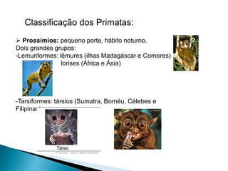 Classificação dos Primatas:
 Prossímios: pequeno porte, hábito noturno.
Dois grandes grupos:
-Lemuriformes: lêmures (ilhas Madagáscar e Comores)
                lorises (África e Ásia)




-Tarsiformes: társios (Sumatra, Bornéu, Célebes e
Filipinas)
 