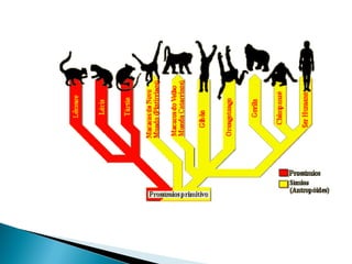 1 diversidade da vida