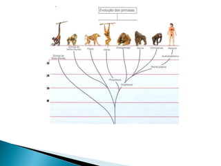 1 diversidade da vida