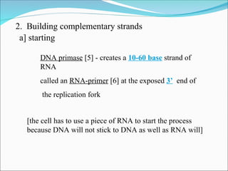 1-dna-replication.ppt - grade 12 biology | PPT