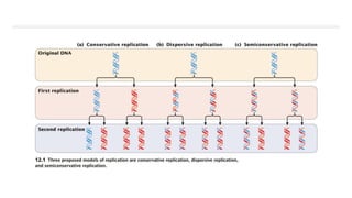 Dna replication in prokaryotes and eukaryotes | PPTX