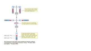 Dna replication in prokaryotes and eukaryotes | PPTX