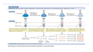 Dna replication in prokaryotes and eukaryotes | PPTX