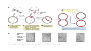 Dna replication in prokaryotes and eukaryotes | PPTX