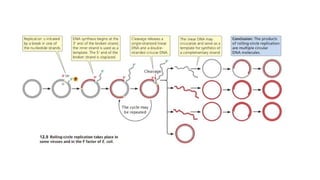 Dna replication in prokaryotes and eukaryotes | PPTX