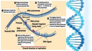 DNA replication .pptx