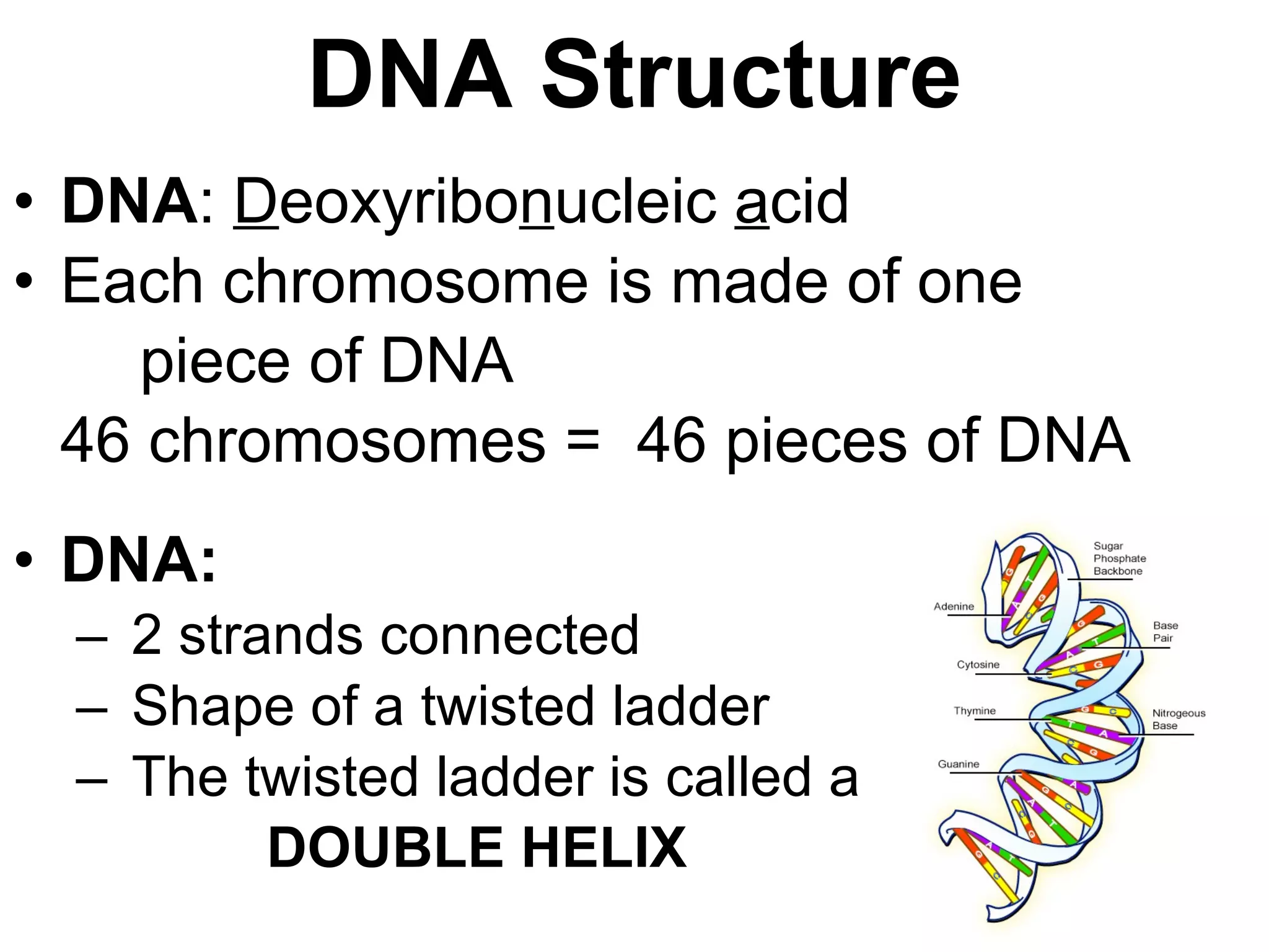 DNA Structure DNA :  D eoxyribo n ucleic  a cid Each chromosome is made of one  piece of DNA 46 chromosomes =  46 pieces of DNA DNA: 2 strands connected Shape of a twisted ladder The twisted ladder is called a  DOUBLE HELIX 