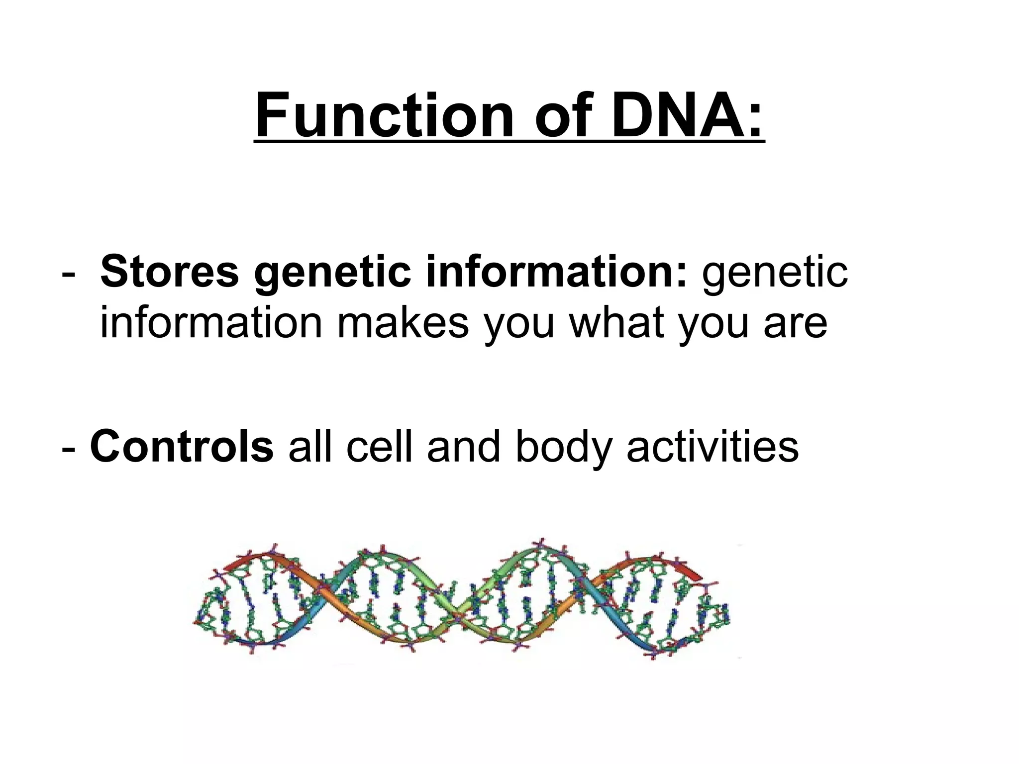Function of DNA: Stores genetic information:  genetic information   makes you what you are -  Controls  all cell and body activities 