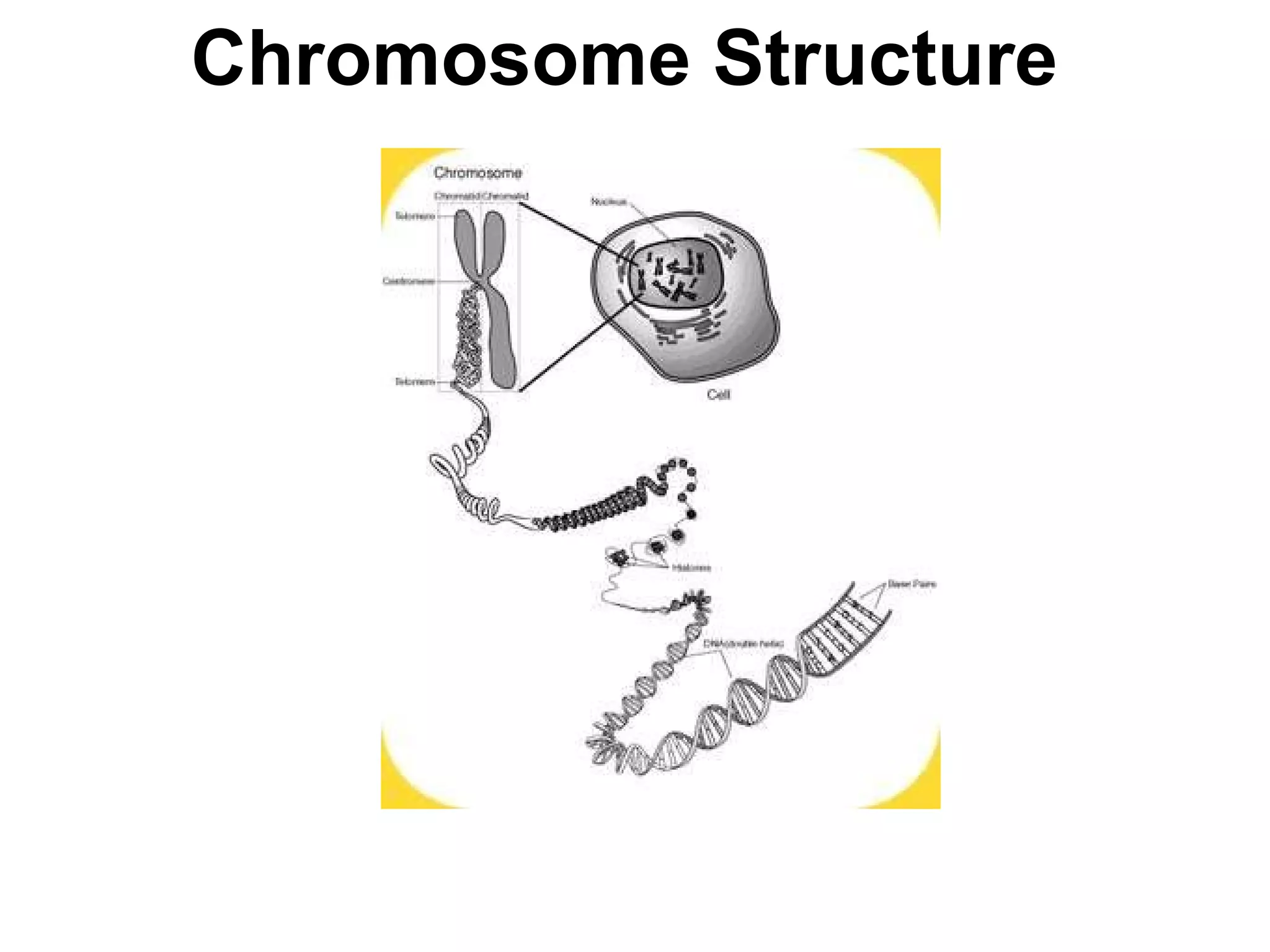 Chromosome Structure   Section 12-2 