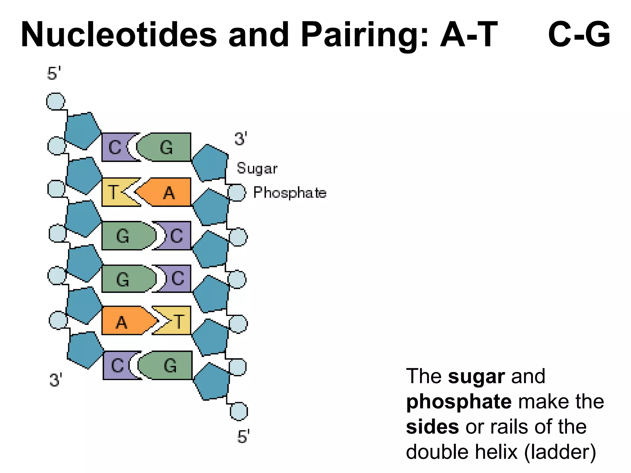 Nucleotides and Pairing: A-T  C-G The  sugar  and  phosphate  make the  sides  or rails of the double helix (ladder) 