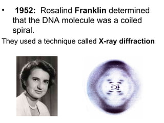 1952:   Rosalind  Franklin  determined that the DNA molecule was a coiled spiral.  They used a technique called  X-ray diffraction 